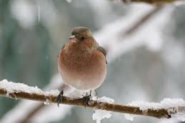 Riapertura 14 Gennaio 2025